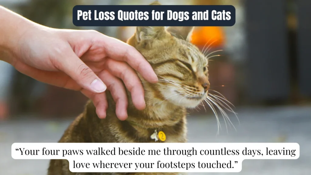 Pet Loss Quotes for Dogs and Cats