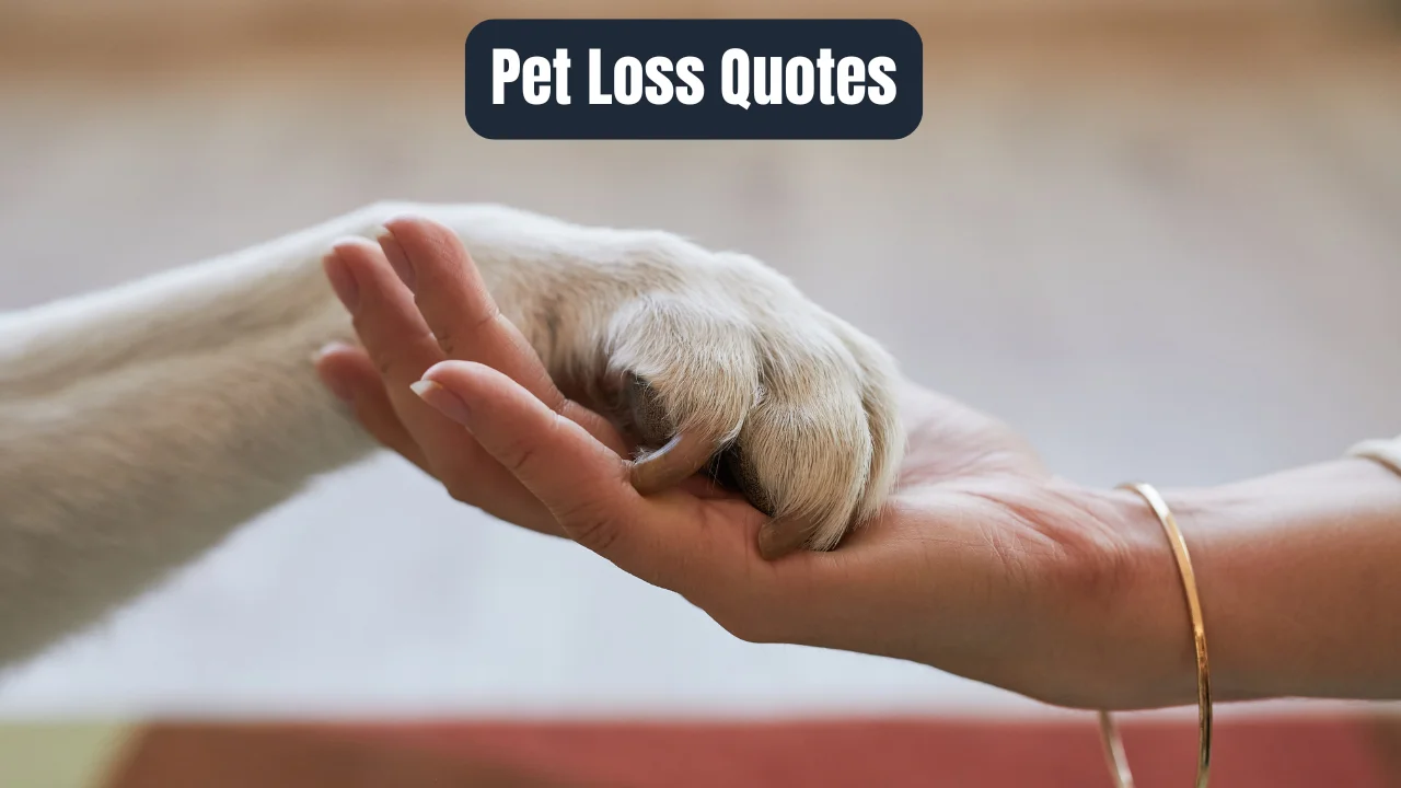 Pet Loss Quotes