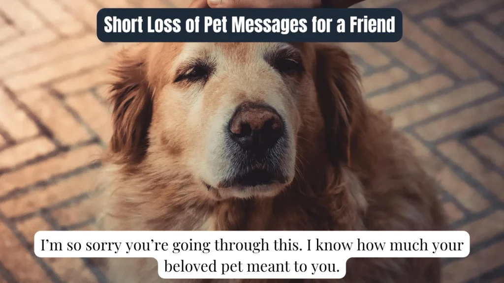 Short Loss of Pet Messages for a Friend