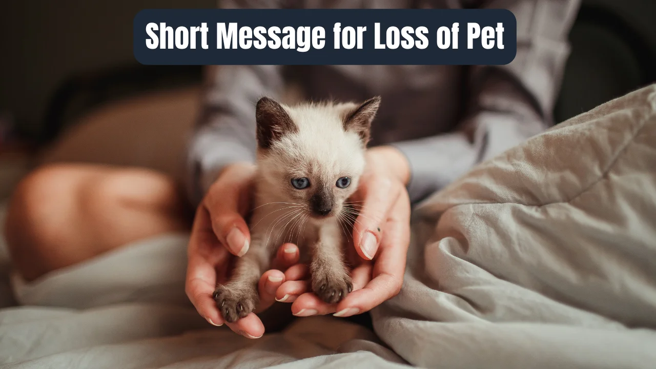 Short Message for Loss of Pet